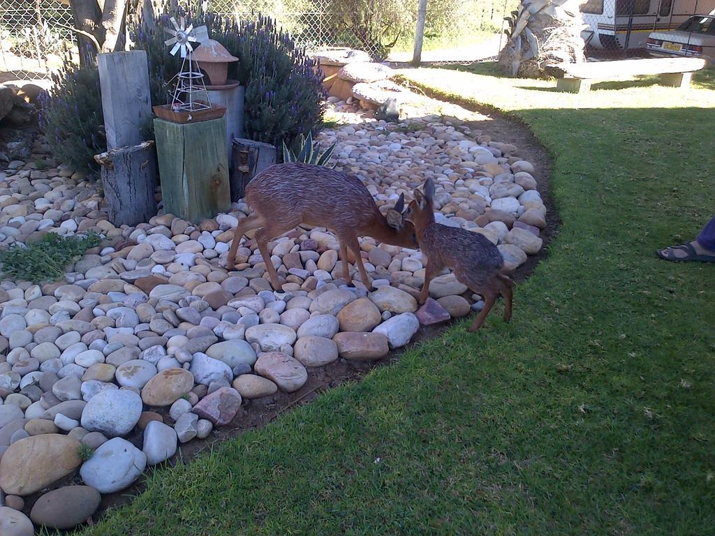 Grysbok Self Catering Accommodation Oudtshoorn Exterior photo